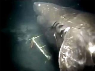 史上最強、最大の超巨大サメ・メガロドン! 生存の証拠映像、画像、目撃証言の数々