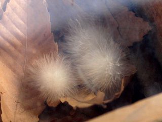 幸せを運ぶUMAケサランパサランとは? 正体は動物性、植物性、鉱物性の3つの説!