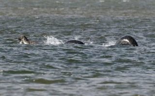 ネッシーの最新写真! ネス湖の未確認生物の正体と、有名な画像・映像