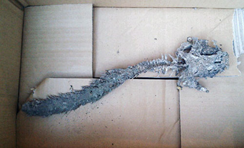 滋賀県で発見されたツチノコのミイラ