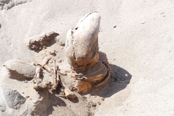 チリ北部のアタカマ砂漠で発見された謎の長頭頭蓋骨