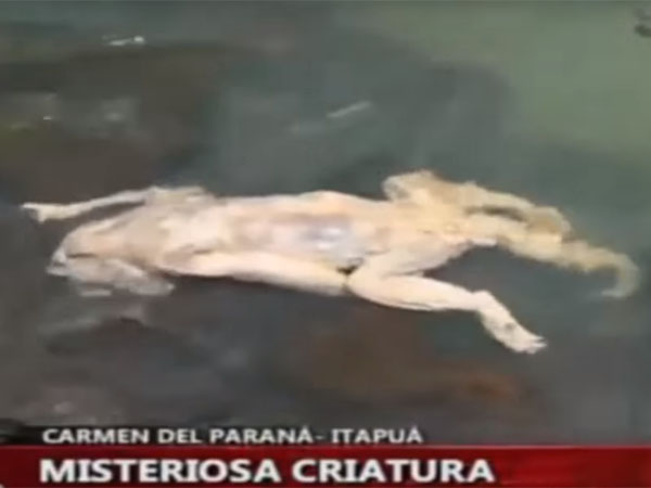 水死体で発見されたチュパカブラ2