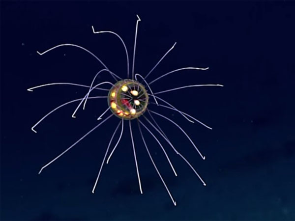 マリアナ海溝深海に新種の光るクラゲ1