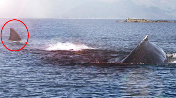 史上最強 最大の超巨大サメ メガロドン 生存の証拠映像 画像 目撃証言の数々 Part 3