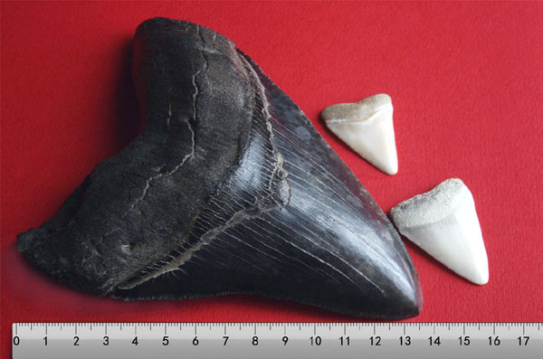 メガロドンの歯の化石