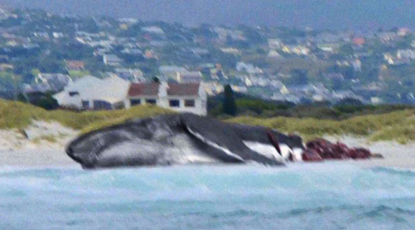 メガロドンに尾を食い千切られたクジラ