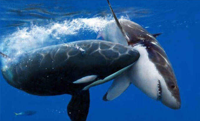 史上最強 最大の超巨大サメ メガロドン 生存の証拠映像 画像 目撃証言の数々
