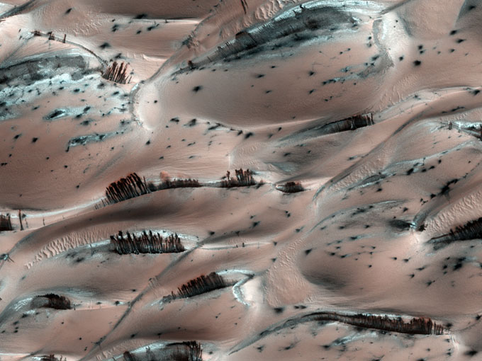 火星の樹木林
