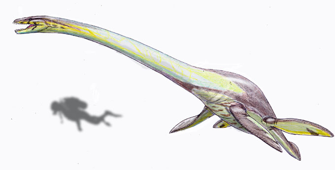 ネッシーの正体の有力説・首長竜エラスモサウルス（Elasmosaurus）