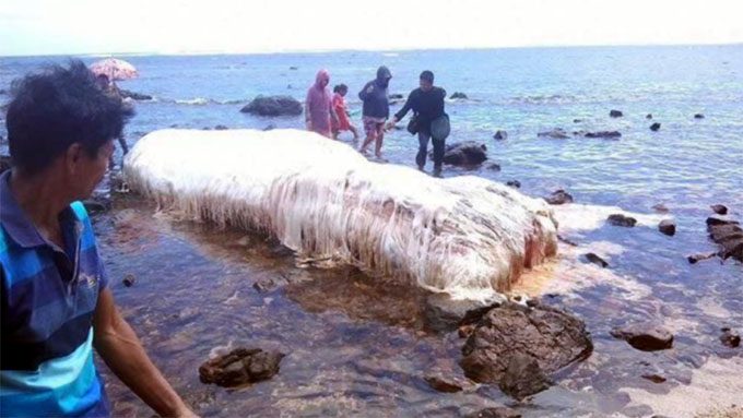 フィリピンの海岸に打ち上げられたトランコのような謎の巨大生物