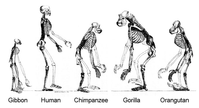 進化論のイメージ