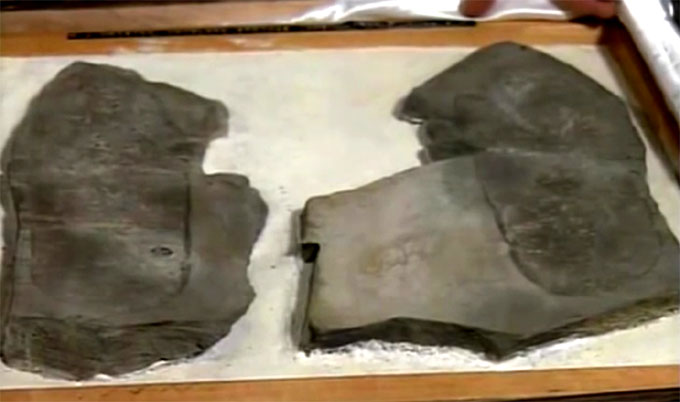 サンダルの形をした足跡の化石