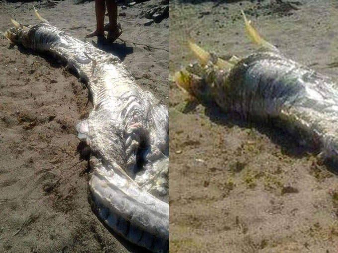 スペイン海岸に打ち上げられた謎の未確認生物の死骸4