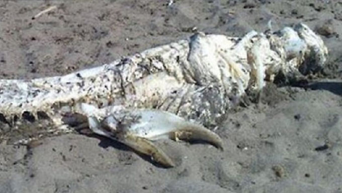 スペイン海岸に打ち上げられた謎の未確認生物の死骸3