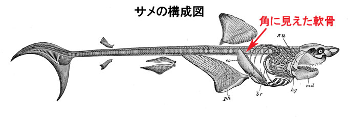 サメの構成図