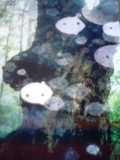 屋久島の木霊の写真