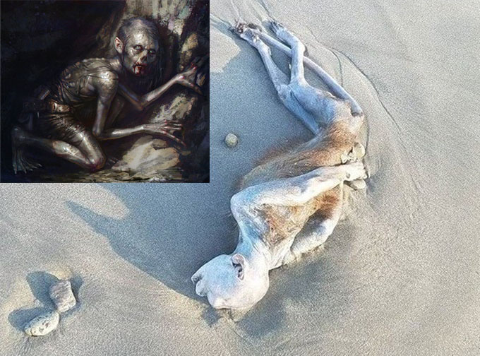 静岡県海岸に打ち上げられた謎の怪生物