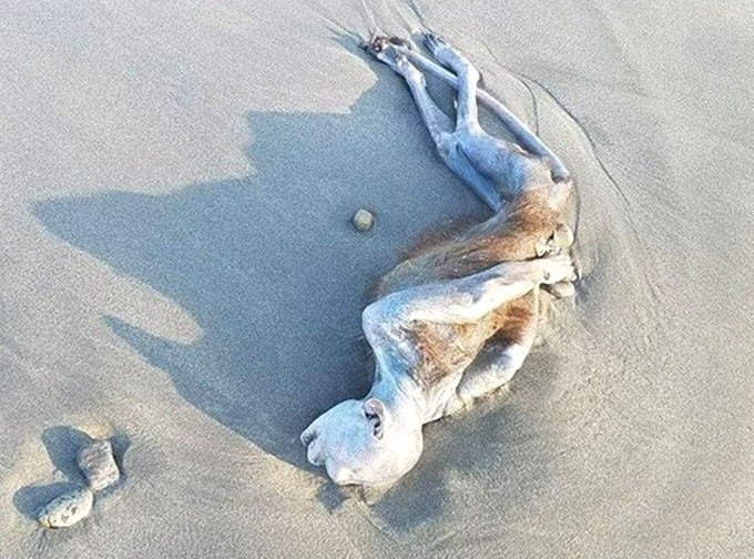 静岡県海岸に打ち上げられたゴラム・怪生物1
