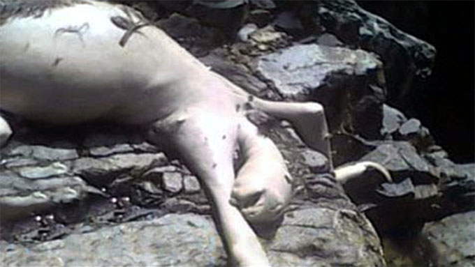 パナマで発見された謎の生物の死骸の写真1