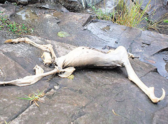 パナマで発見された謎の生物の死骸の写真3
