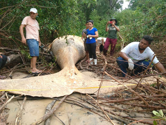 ジャングルで発見されたザトウクジラ2